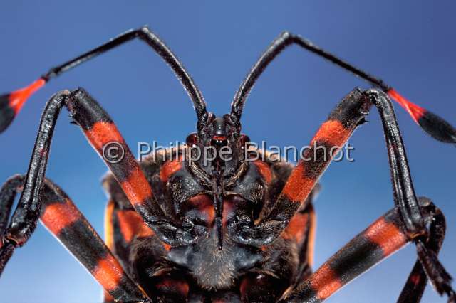 Thasus gigas.JPG - Thasus gigas (Portrait)Punaise geanteGiant mesquite bugHemipteraCoreidaeMexique